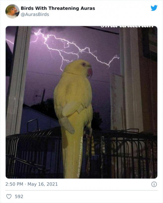 Oiseau de nuit à l'aura électrique
