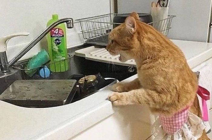 Pas envie de faire la vaisselle