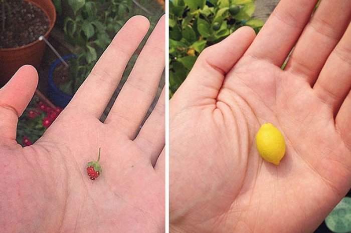 Une fraise et un citron miniatures !