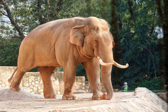 12. L’éléphant
