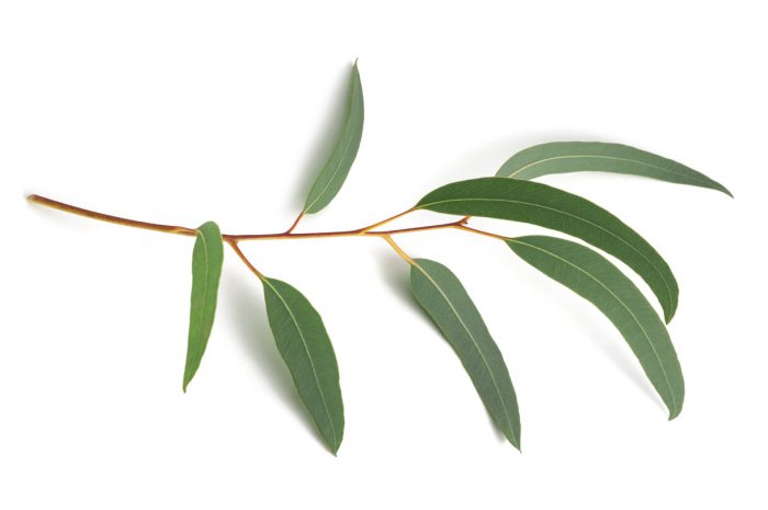 L'eucalyptus