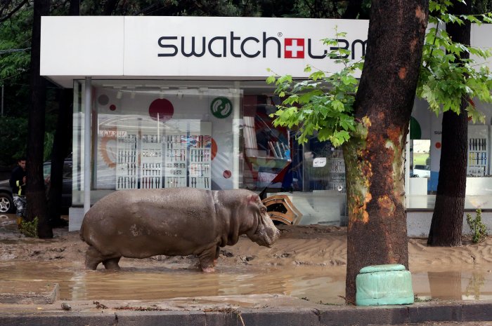 Un hippopotame a réussi à s'échapper du zoo de la ville