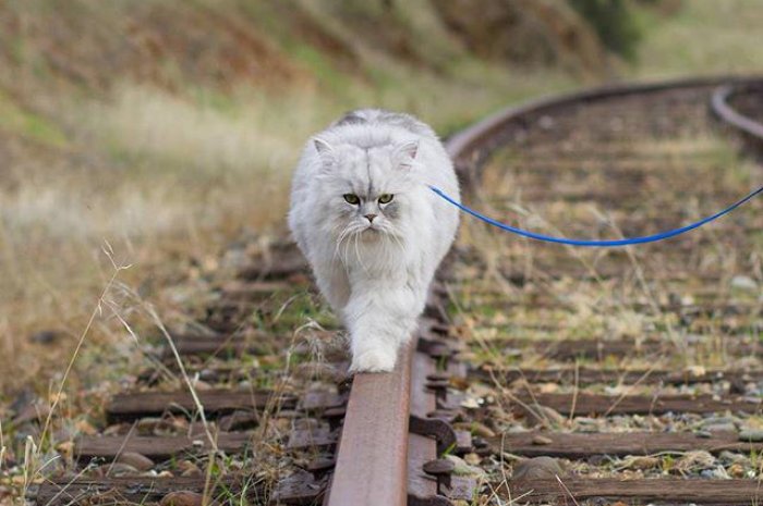 Gandalf, le chat qui adore voyager !