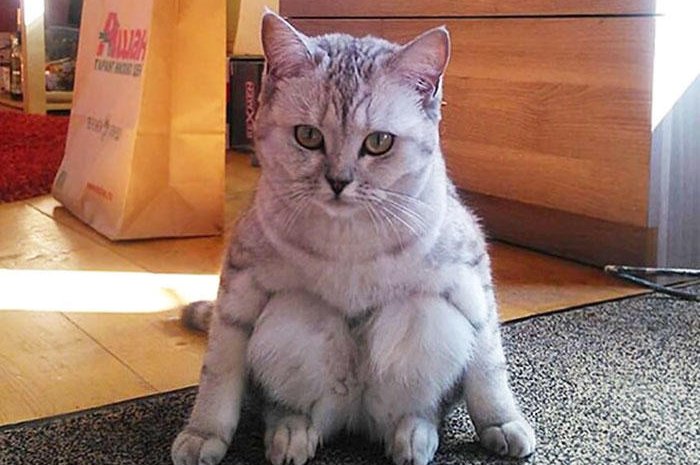 Nous n'avons jamais vu un chat s'asseoir comme ça !