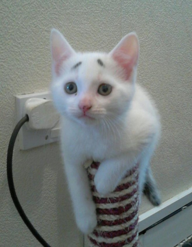 Les internautes le surnomment "Concerned kitten" (Chat préoccupé en français)