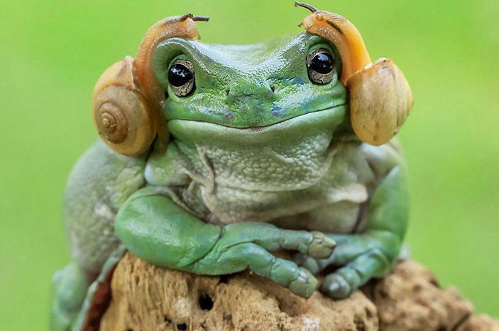La photo originale de la grenouille avec les deux escargots sur sa tête