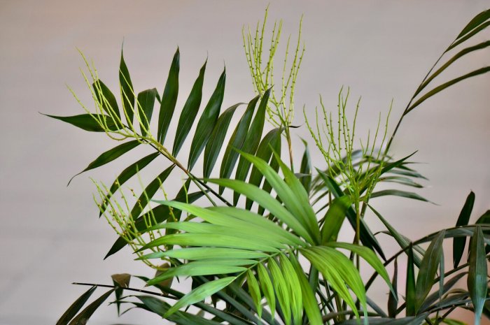 Palmier Bambou