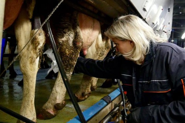 Marine Le Pen et la traite des vaches