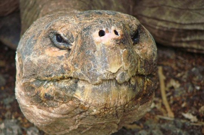 La tortue géante des Galapagos peut vivre plus de 150 ans