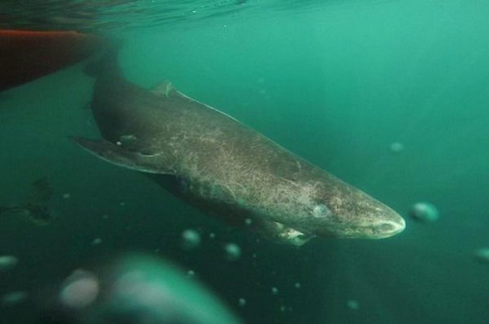 Le requin du Groenland pourrait atteindre les 400 ans