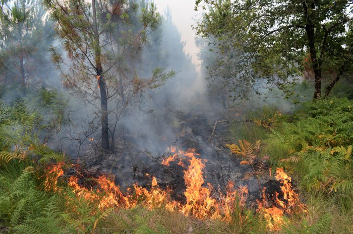 Le feu a ravagé la majeure partie de la forêt...