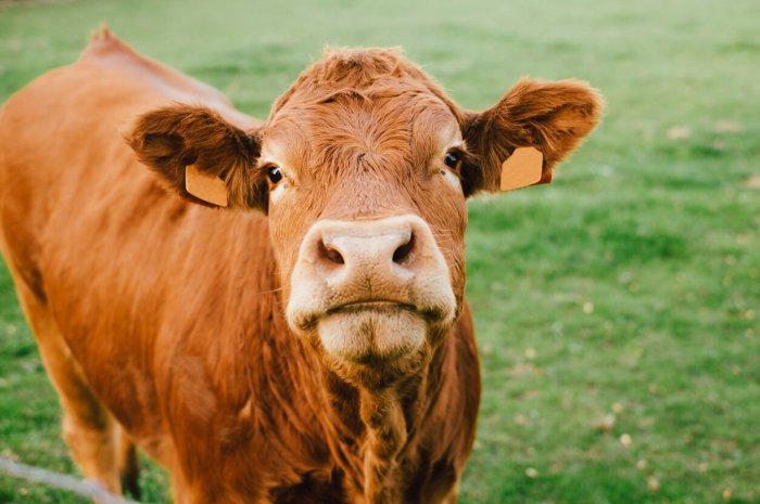 2. Combien d'estomacs possèdent une vache ?