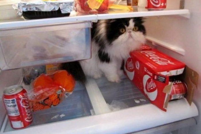 Ce chat a aussi adopté la méthode du frigo