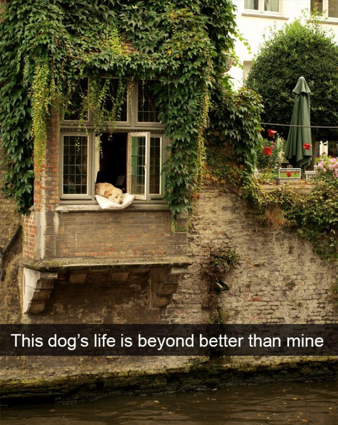 "Ce chien a une bien meilleure vie que la mienne"