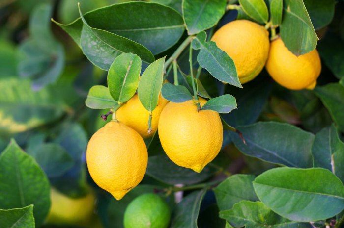 Les citrons