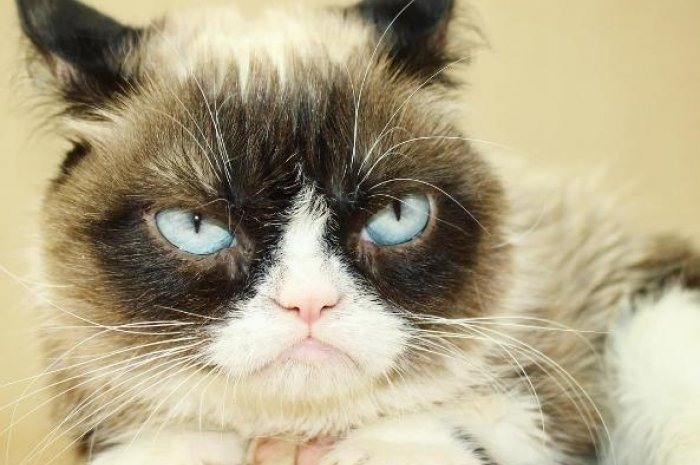 Grumpy Cat, le chat le plus énervé du monde
