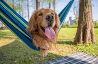 Camping : pouvez-vous y emmener votre chien ?