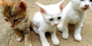 VIDÉO Enfermés dans un carton, trois chatons échappent de justesse au broyage