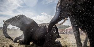 Sanctuaire pour éléphants : une grande première en France !
