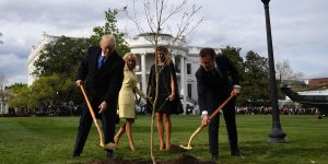 Pourquoi l'arbre offert par Emmanuel Macron à Donald Trump a-t-il disparu ?