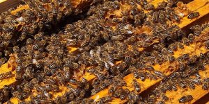Des milliers d'abeilles sèment la terreur dans un supermarché