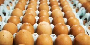 Les œufs que vous achetez ne sont peut-être pas ceux que vous croyez 
