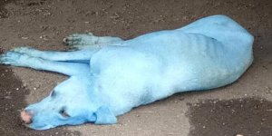 De mystérieux chiens bleus errent en Inde