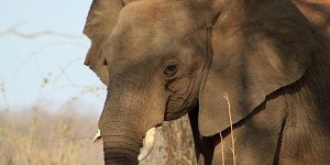 Eléphante tueuse : le propriétaire contraint de régler une amende