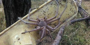 Cette araignée est sans doute la plus grosse qu'on ait jamais observée !