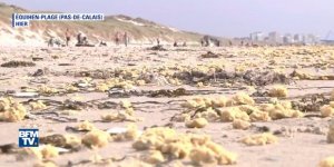 Une étrange substance jaune s’échoue en masse sur le littoral du Nord Pas-de-Calais
