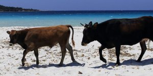 PHOTOS Corse : des vaches se baladent sur la plage au milieu des touristes
