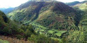 Pyrénées-Orientales : il confond aconit et coscoll catalan et meurt intoxiqué