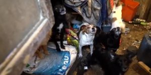 VIDÉO Des dizaines d’animaux entassés dans 10 m2 libérés par "30 Millions d’Amis"
