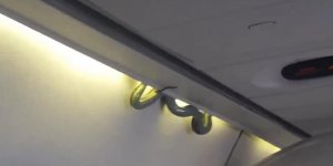VIDÉO Mexique : un serpent s’invite dans un avion et sème la panique générale