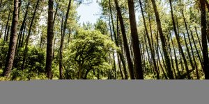Ardèche : un cycliste retrouvé nu et agonisant dans une forêt 