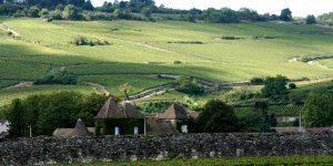 La route des vins de Bourgogne à travers cinq itinéraires