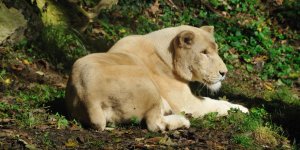 ALERTE : une lionne se balade-t-elle bien en Mayenne ? 