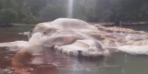 Une mystérieuse créature de 15 mètres de long découverte en Indonésie