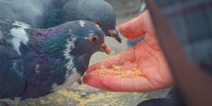 Hérault : une retraitée forcée de quitter son logement pour avoir nourri des pigeons