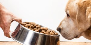 5 raisons pour lesquelles vous devriez arrêter de donner des croquettes à votre chien 