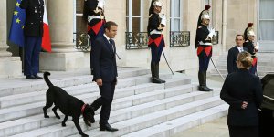 Emmanuel Macron : son chien, Nemo, reçoit plus de cadeaux que vous