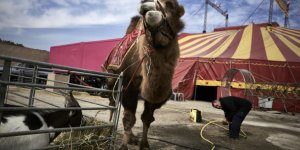 Insolite : les pompiers capturent... un chameau échappé d'un cirque ! 