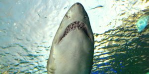 Attaqué par un grand requin blanc : un jeune homme décède