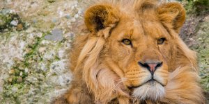 Comment capturer un lion sauvage dans le Sahara ?