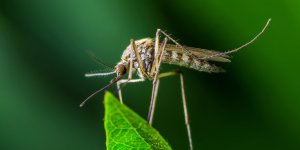 Moustiques : les 5 idées à oublier si vous ne voulez pas les attirer
