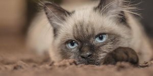 EN IMAGES Le classement 2016 des noms de chats les plus donnés
