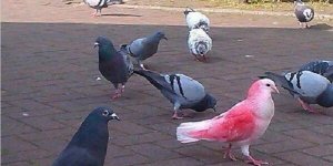 De mystérieux pigeons roses occupent la Grande-Bretagne