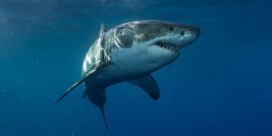 Requins en France : quelles sont les zones à risques ? 