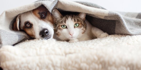 Punaises de lit : vos animaux domestiques doivent-ils vous inquiéter ?
