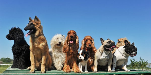 Les races de chiens préférées des Français en 2024
